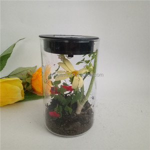 Cylinder Glass Light-up <strong>Terrarium</strong> <strong>Kit</strong> for Kids with LED Solar Light Lid - Product Image 5