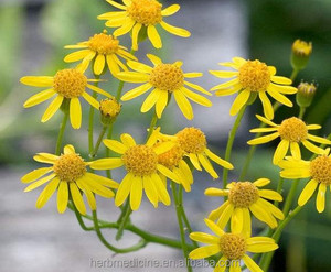 Hoang Dã khô <span class=keywords><strong>senecio</strong></span> angulatus cây thảo mộc cắt giảm để bán - Product Image 3