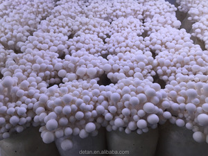 Detan Brun Shimeji <span class=keywords><strong>Champignons</strong></span> <span class=keywords><strong>Kit</strong></span> de <span class=keywords><strong>Culture</strong></span> - Product Image 2