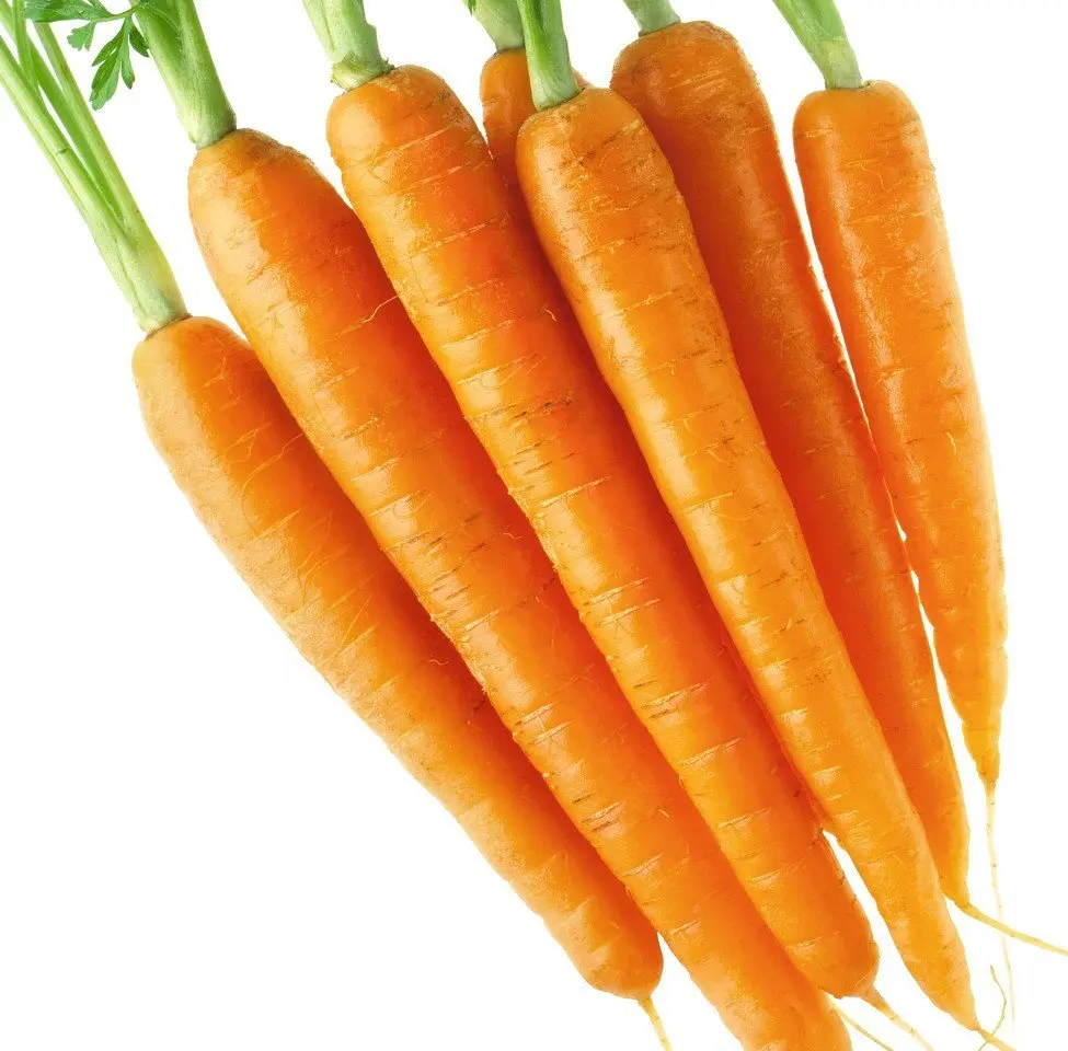 Il prezzo di buona qualità carota