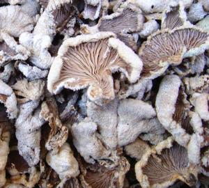 Funghi Secchi Naturali Schizophyllum <span class=keywords><strong>Commune</strong></span> in Vendita - Product Image 5