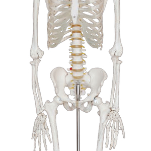 <strong>Human</strong> Spine Plastic Model for Medical Science Life Size <strong>Skeleton</strong> 180cm High Bone <strong>Human</strong> <strong>Skeleton</strong> Anatomy for Teaching Simulation
