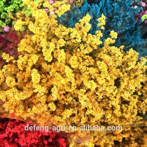 Limonium frescas y secas flor para la decoración de la casa - Product Image 2