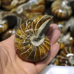 Natural conch ammonite fossil for decoration natural fossil stone