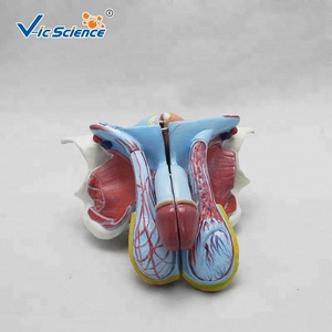 Modelo <span class=keywords><strong>de</strong></span> Enseñanza <span class=keywords><strong>de</strong></span> Anatomía Humana <span class=keywords><strong>de</strong></span> Ciencias Médicas, Modelo Educativo Anatómico <span class=keywords><strong>de</strong></span> Próstata Masculina - Product Image 2