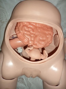 Khoa Học Y Tế Chất Lượng Cao Bộ Mô Phỏng Ống Thông Niệu Đạo Nữ Tiên Tiến Với Giá Nhà Máy Để Đào Tạo Y Tá - Product Image 3