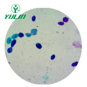 Biologie microscoop 50 stks bacteriën voorbereid <span class=keywords><strong>slides</strong></span> - Product Image 1
