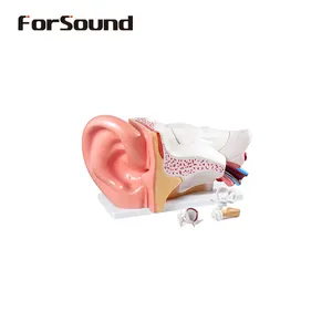 CIC เครื่องช่วยฟังที่มองไม่เห็นการแสดงผลแบบจำลองหูเทียมสำหรับการแสดงผลกายวิภาคของหู - Product Image 1