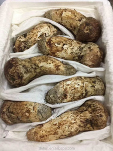 Detan precios de mercado de <span class=keywords><strong>tricholoma</strong></span> <span class=keywords><strong>matsutake</strong></span> setas compradores - Product Image 2