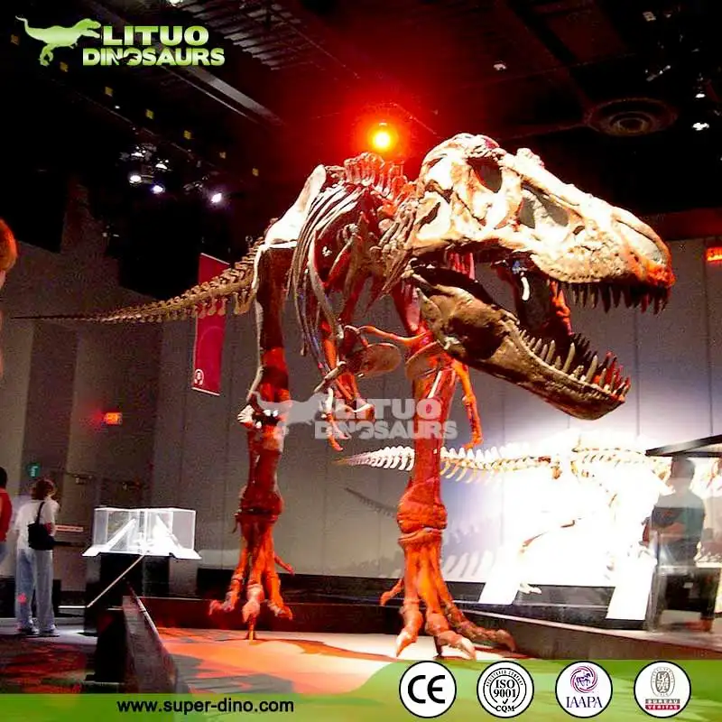 Wissenschaft Museum Dinosaurier Skelett