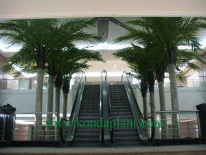 Ngoài trời tổng hợp coco palm trees cây dừa với nhựa trái cây - Product Image 4