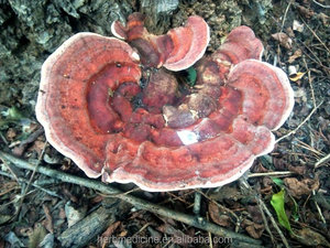 Trametes robiniophila Murr, seta seca, Natural, para la salud, alimentos - Product Image 6