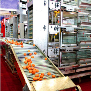 Poulet cages en batterie pour les couches pour les élevages avicoles dans ghana - Product Image 6