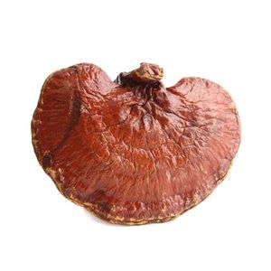 Detan Reishi Ganoderma Lucidum <span class=keywords><strong>Champignon</strong></span> Puissance - Product Image 2