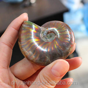 빛나는 자연 암모나이트 화석, 무지개 광택 옥 패턴 암모나이트 화석 마다가스카르 - Product Image 3