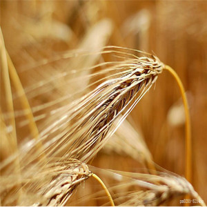 Alta calidad GMP Natural Kosher extracto líquido de <span class=keywords><strong>Malta</strong></span> - Product Image 3