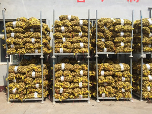 Trung quốc lớn tươi khoai môn gốc - Product Image 5