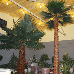 Dekoration Home Indoor beleuchtete konservierte Palmen, künstliche Pflanzen Washington <span class=keywords><strong>Palm</strong></span> Tree - Product Image 3