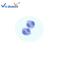 Microscope Prepared Slides Plant and Animal Cell in Different Stage of Meiotic Cell Division Slides