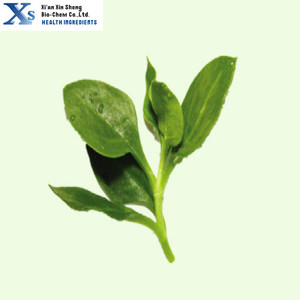 Haute Qualité GMP Casher Naturel <span class=keywords><strong>Andrographis</strong></span> <span class=keywords><strong>paniculata</strong></span> Extrait Andrographolides 98% - Product Image 4