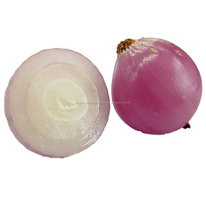 3 cm Frais <span class=keywords><strong>Petit</strong></span> Oignon Échalote - Product Image 5