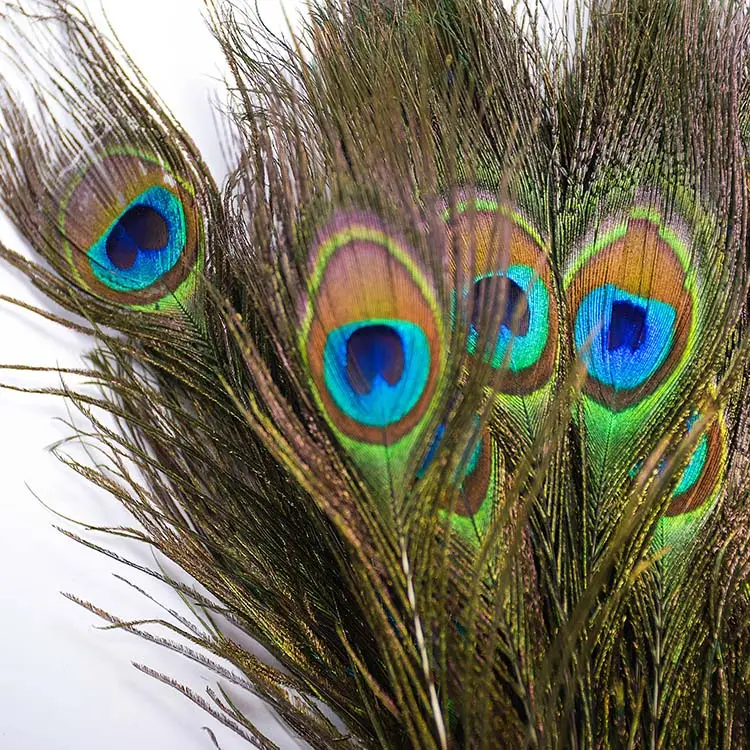 Peacock Eyes Feathers Bulk 10-12 inch UK Stock 