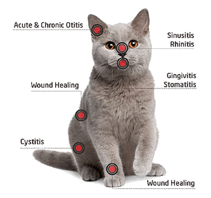 Perangkat Terapi <span class=keywords><strong>Laser</strong></span> Equine Terapi, Perangkat Terapi <span class=keywords><strong>Laser</strong></span> Kuda 30W Kelas 4 Dioda 810nm 980nm untuk Kuda, Anjing, Kucing - Product Image 5