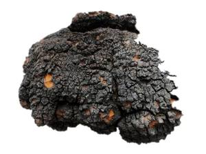 Hongo <span class=keywords><strong>Chaga</strong></span>; Inonotus Obliquus; Nutritivo Betula Platyphylla - Product Image 3