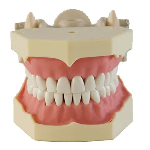 32-teiliges Zahn lehr modell mit DP Articulator Teeth Model für das Studium des medizinischen Bildungs modells für menschliche Zähne