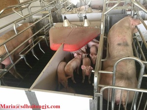 Đôi Lợn <span class=keywords><strong>Farrowing</strong></span> <span class=keywords><strong>Crate</strong></span> Cho Hai Gieo Với PVC Plank Hàng Rào Lồng Động Vật - Product Image 5