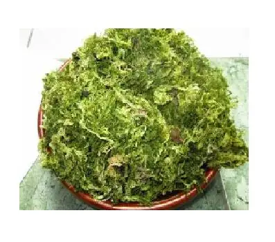RAW GREEN SEAWEED / ULVA LACTUCA WITH HIGH NUTRITION