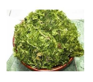 สาหร่ายสีเขียวดิบ/ulva Lactuca ที่มีสารอาหารสูง - Product Image 1