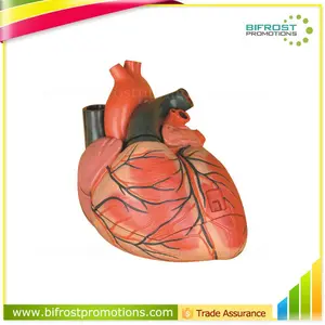 حية الأعضاء البشرية تشريح جسم نموذج القلب