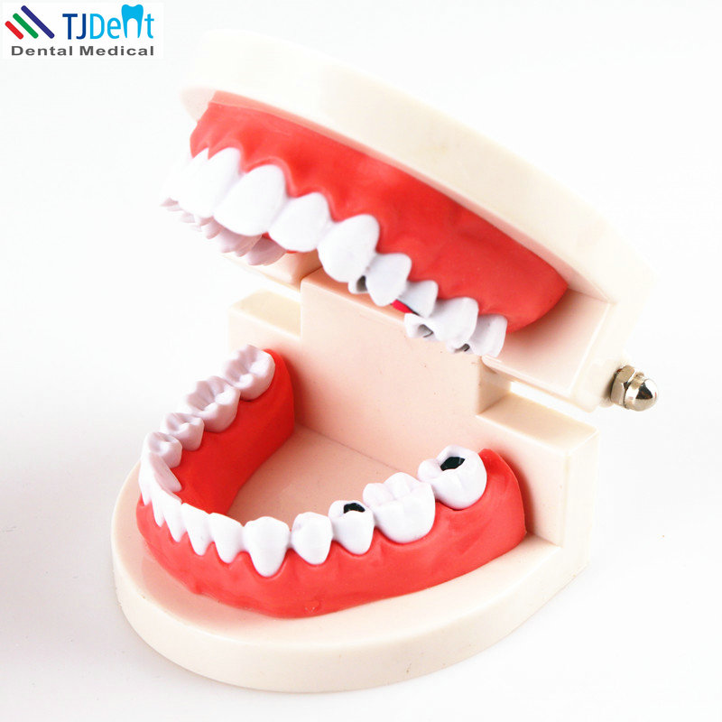 Хорошая цена, обучающая модель зубов, демонстрационный зубной протез