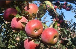 Chất lượng cao cấp thực phẩm chiết xuất táo bột 98% <span class=keywords><strong>polyphenol</strong></span> Nhà máy cung cấp chiết xuất từ quả bột - Product Image 5