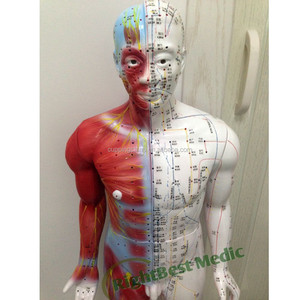 84cm masculino corpo humano acupuntura pontos e modelo muscular ensino modelo de utilizador manual em inglês - Product Image 4