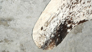 Cow Hide Rug - Product Image 4