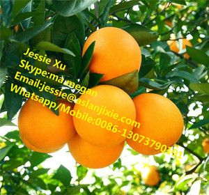 3 Đến 6 Lớp Citrus Fruit Phân Loại Máy/Citrus Phân Loại Máy/Citrs Grader - Product Image 6