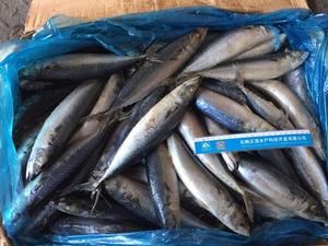 X12 nova estação mackerel peixe frozen saba redonda bqf chupeta mackerel - Product Image 6
