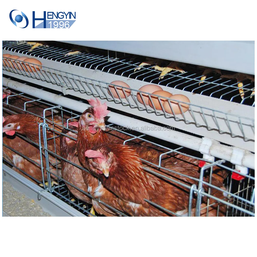 chicken farming equipment plastic chicken cage chicken layer cage price