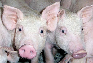 พรีมิกซ์สำหรับแม่สุกรและหมูป่า