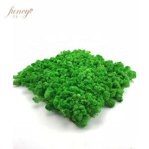Fleurs et plantes décoratives murales en mousse naturelle de renne stabilisée pour le bureau et la maison pour la décoration de la chambre - Product Image 4