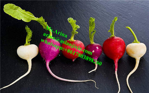 Máquina para Lavar Calabazas y Verduras de Raíz/Peladora de Verduras/Máquina para Lavar y Pelar Rábano Picante con Rodillo de Cepillo - Product Image 6