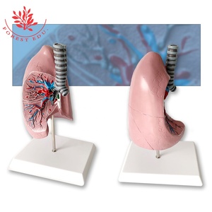 Modèle anatomique <span class=keywords><strong>de</strong></span> poumon humain Taille réelle <span class=keywords><strong>La</strong></span> coupure normale du poumon droit montre les bronches, les artères, les veines et deux ganglions lymphatiques - Product Image 4