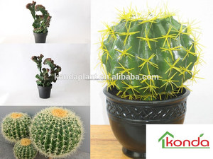 Cactus Y Suculentas Cactus bonsai <span class=keywords><strong>Plantas</strong></span> Artificiales al por mayor Vivero de Cactus Y Suculentas - Product Image 2