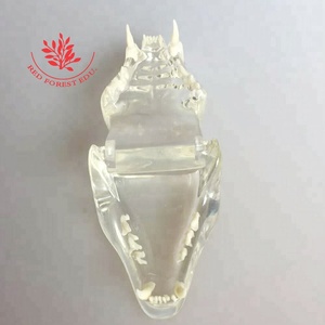 Modelo Transparente de Huesos de Mandíbula y Dientes de Gato y Perro para Anatomía Animal - Product Image 3
