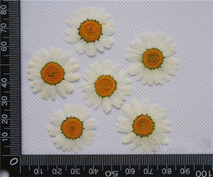 Multi Premuto Fiori Secchi, Margherita, Fiore Del Merletto, Amsonia, Rosa Ramo, Larkspur, Artemisia - Product Image 4