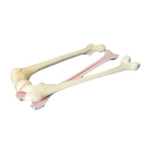 PP Solid Foam Femur Bone Orthopaedic training Model