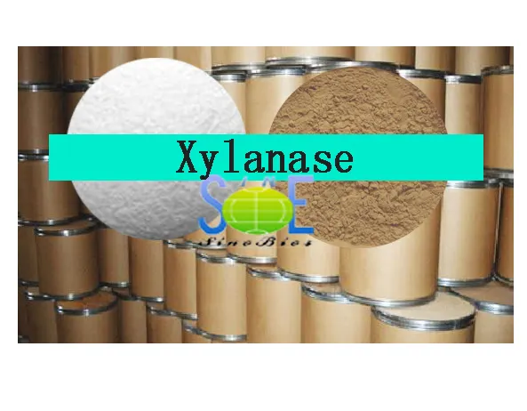 Xylanase Enzyme XY10FE factory supply xylanase for animal powder feed enzyme xylanase