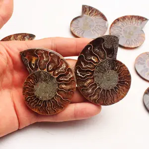 Bán Buôn Tự Nhiên Chia Conch Ammonite Vỏ Hóa Thạch Lát Cho Trang Trí Nhà